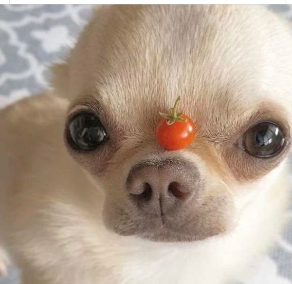 Смешные чихуахуа