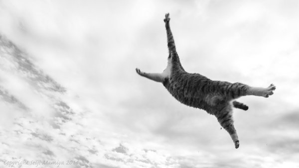 Летающий кот