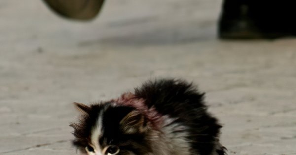 Я обязательно выживу HD