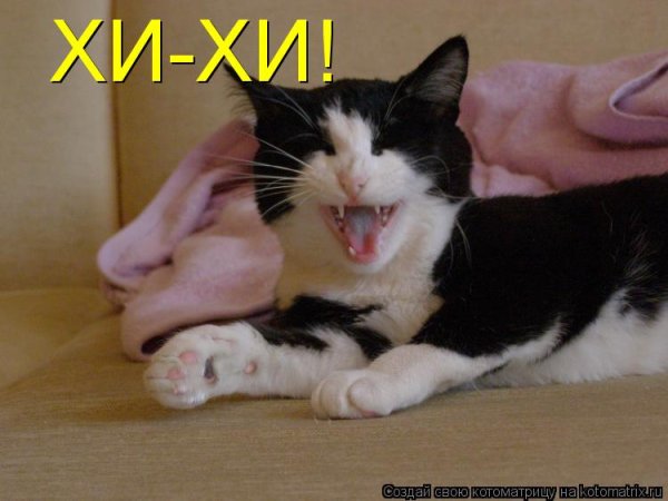 Кот смеется