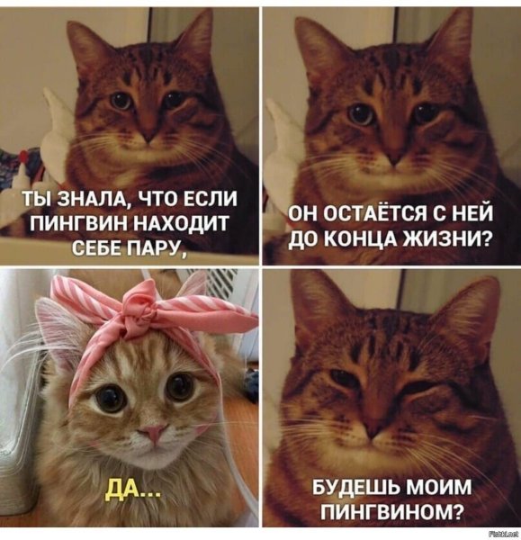 Кот из мемы