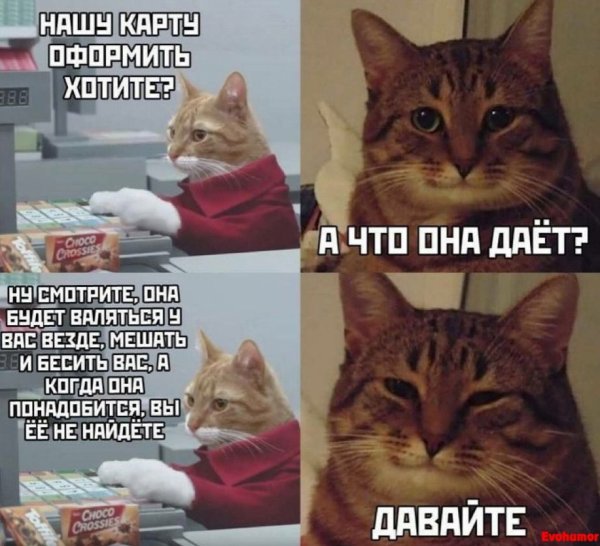 Мемы с котиками
