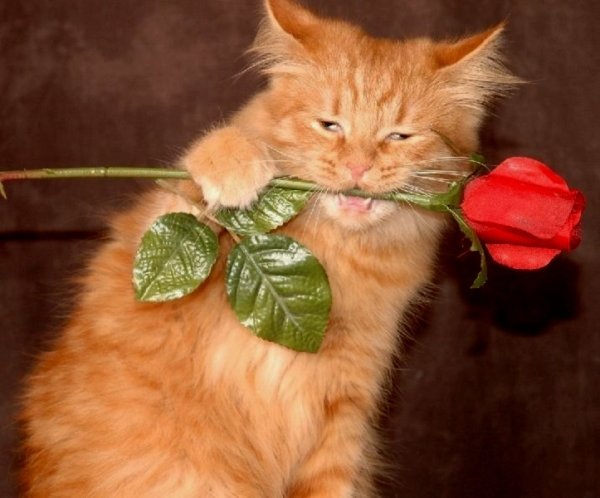 Рыжий кот с розой
