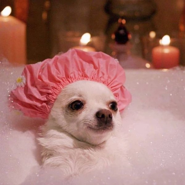 Чихуахуа в ванной