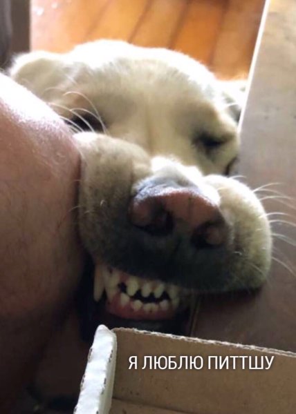 Я люблю пиццу собака