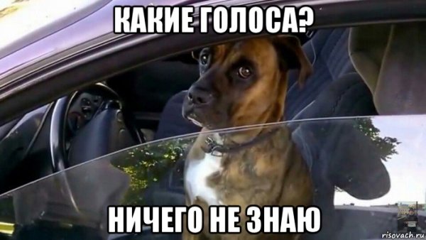 Пес в машине Мем