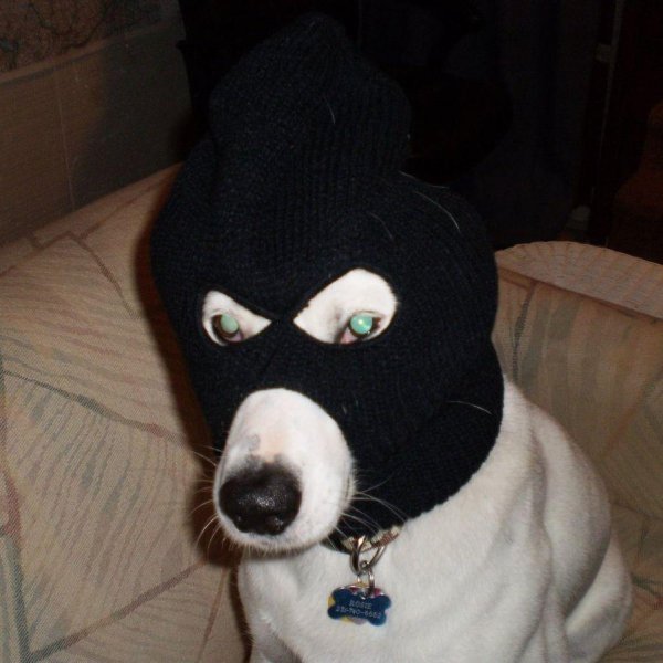 Кот в Балаклаве