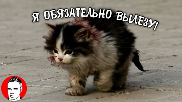 Я обязательно выживу котенок