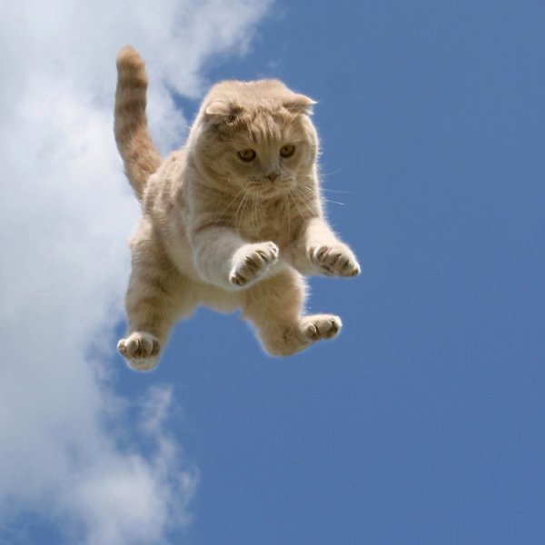 Кот прыгает