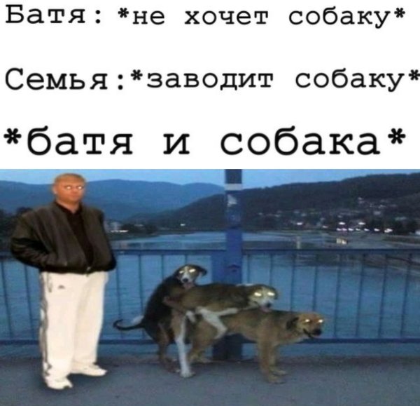 Мемы с собаками