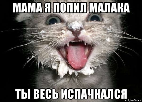 Котенок испачкался