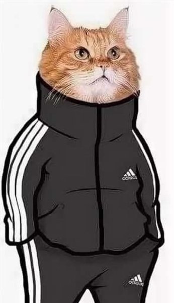 Кот в адидасе для авы