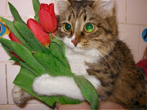 Котик с цветочком