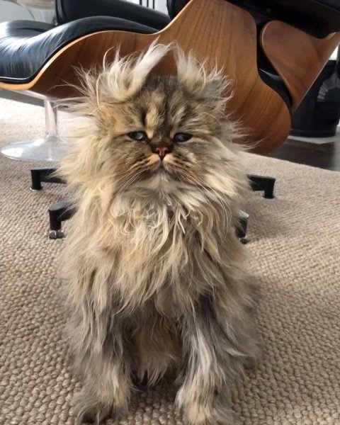 Взъерошенный котик