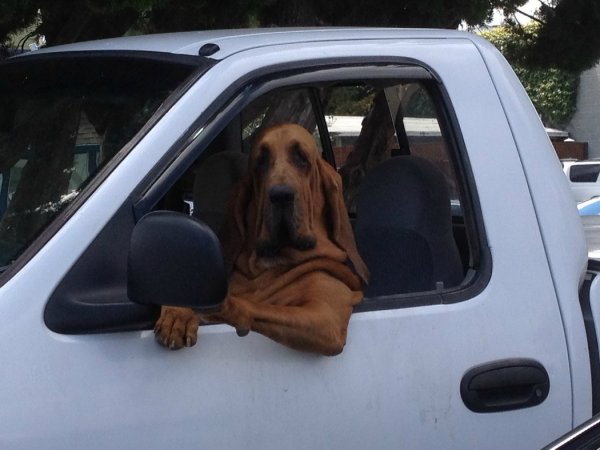 Сонная собака в машине