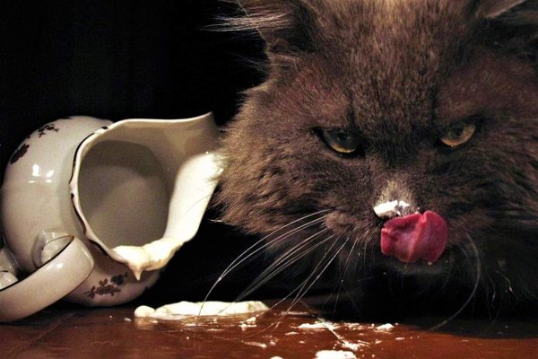 Кошка в сметане