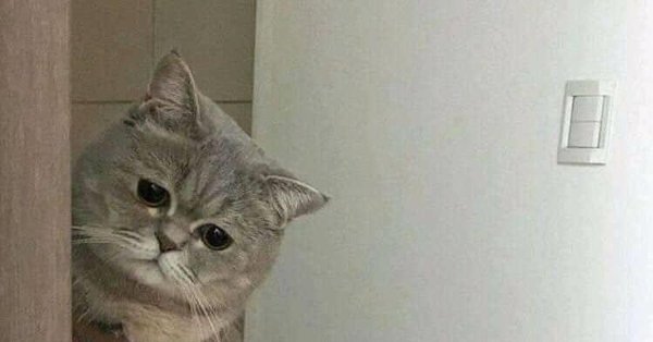 Мемы с печальными котами