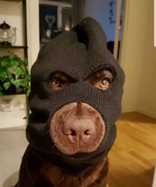 Маска собаки