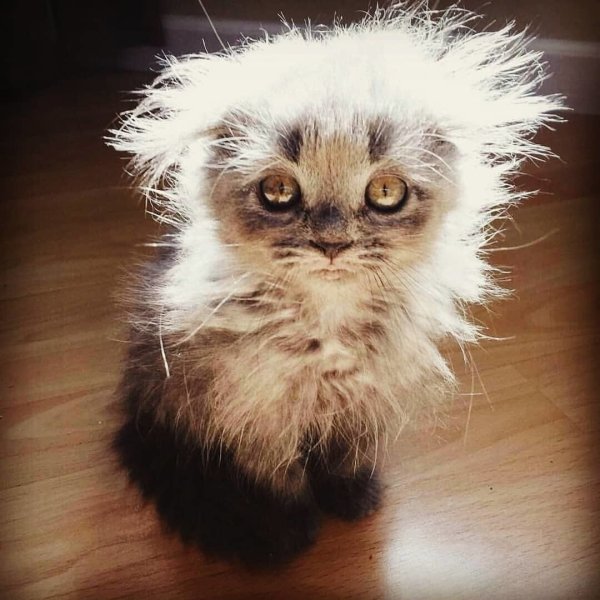 Взъерошенный кот