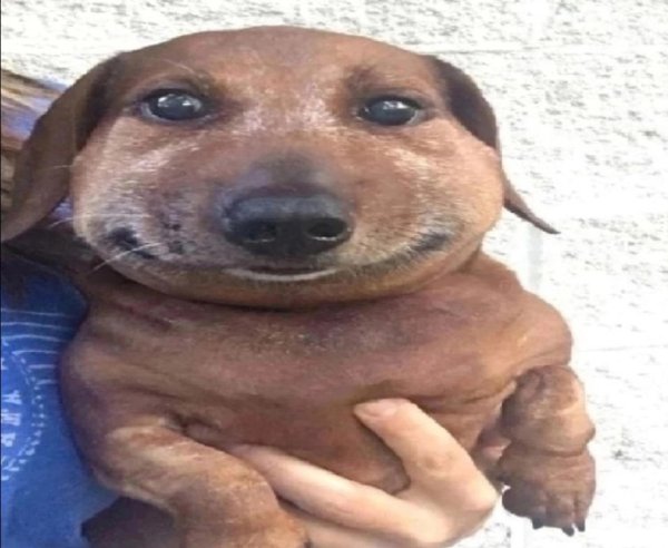 Толстая такса Мем