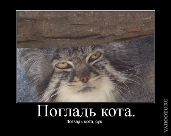 Погладь кота погладь кота сука