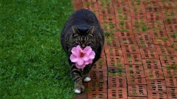 Смешные котики с цветами