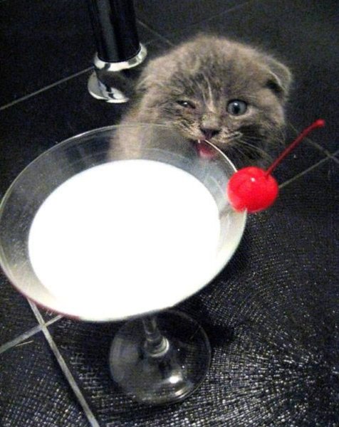 Котенок пьет молоко