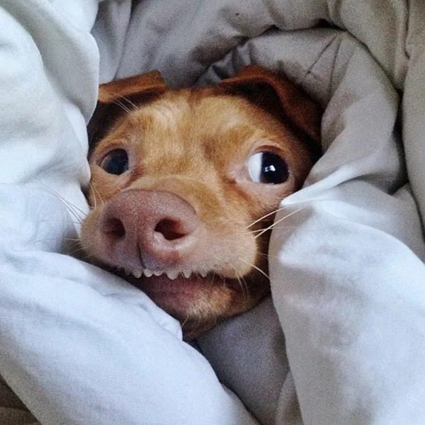 Собака Бояка