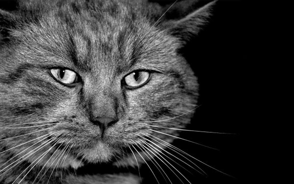 Кошачья мордочка