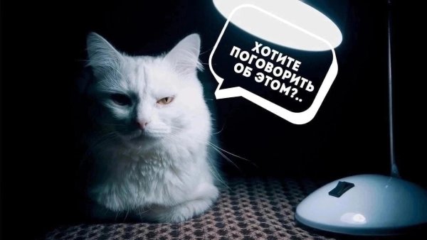 Кот психолог картинки