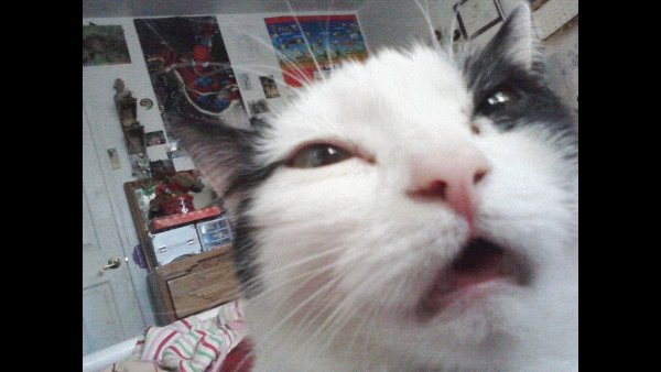 Смешные коты из мемов