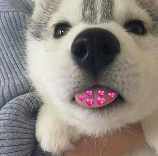 Милая собака