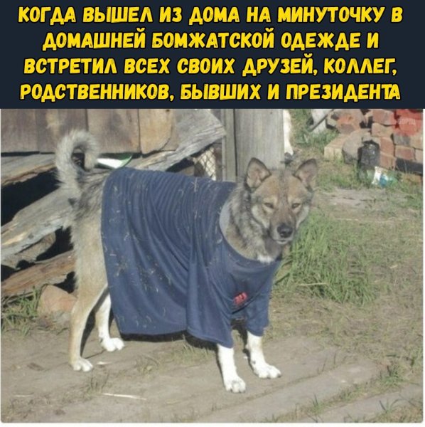 Собака в деревенской одежде