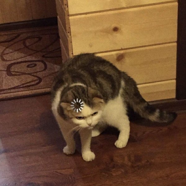 Котик загрузка