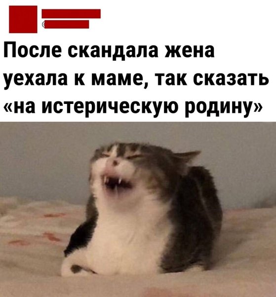 Кошка смеется