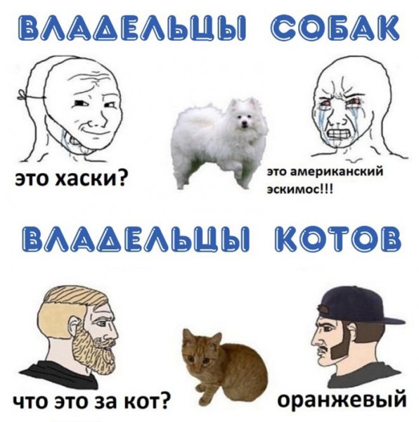 Владельцы котов и владельцы собак