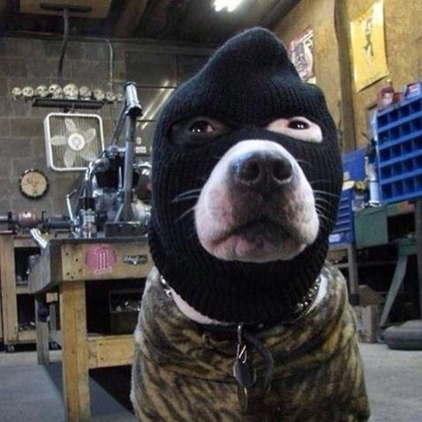 Собака бандит