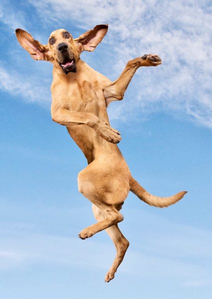 Собака прыгает
