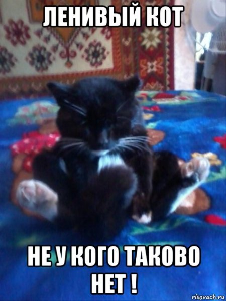 Ленивый котик Мем