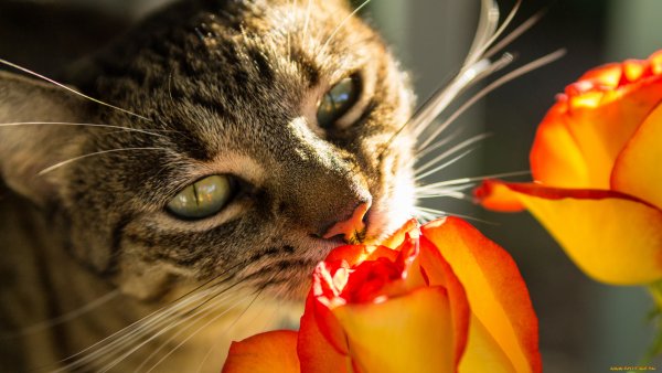 Кот дарит цветы