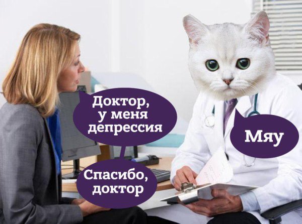 Кот психолог