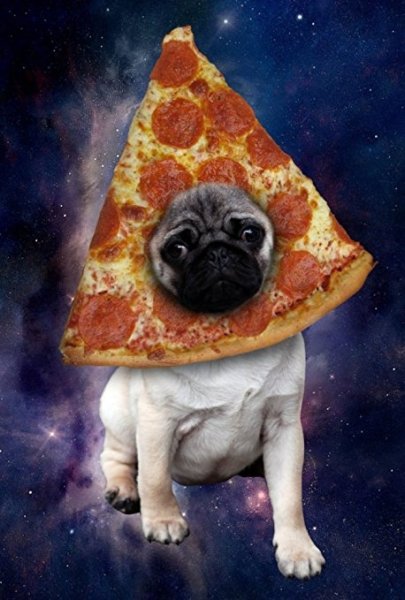 Собака в пиццерии