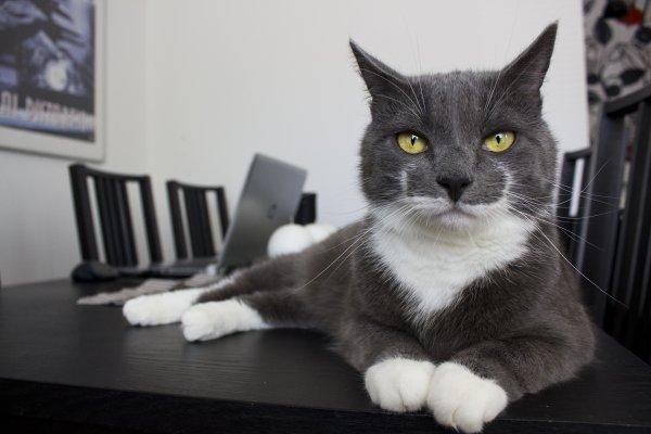 Бело серая кошка