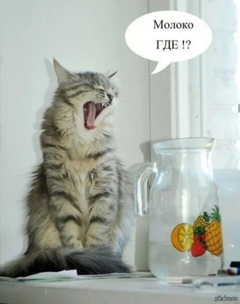 Смешные коты с молоком