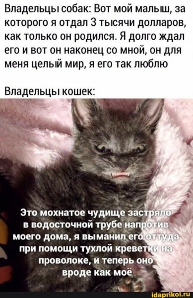Владельцы кошек