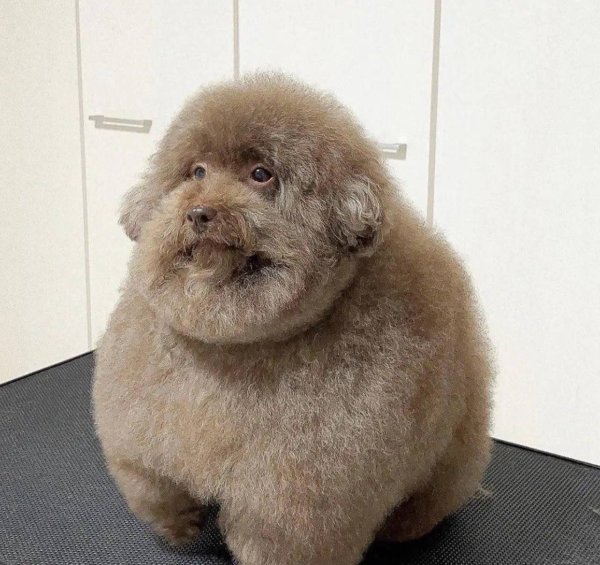 С лохматой собакой