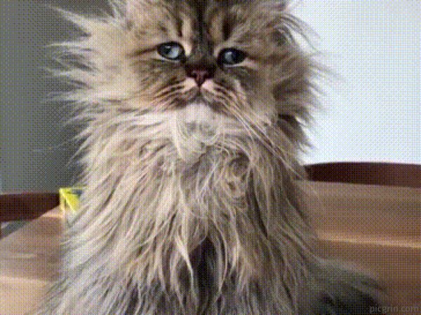 Взъерошенный кот