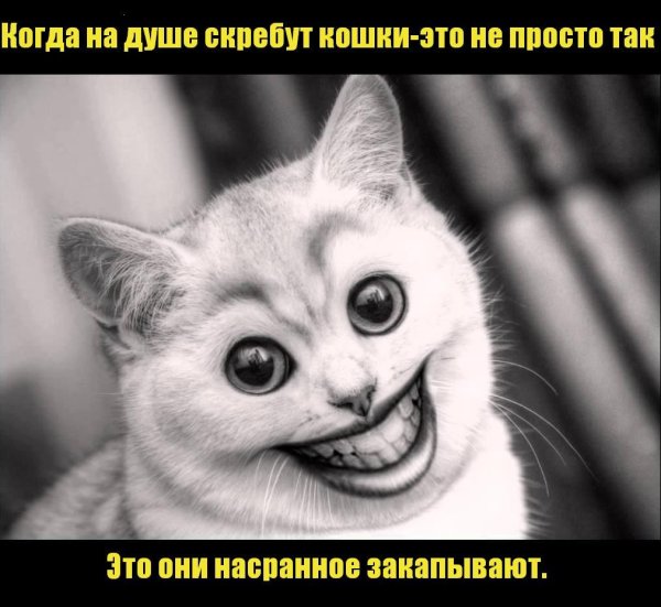 Мемы с котиками