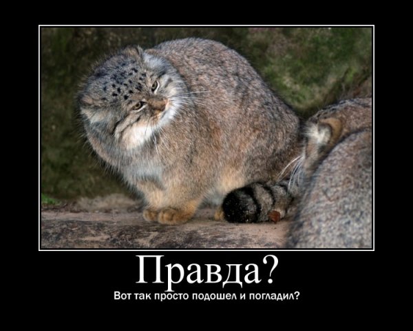 Манул погладь кота