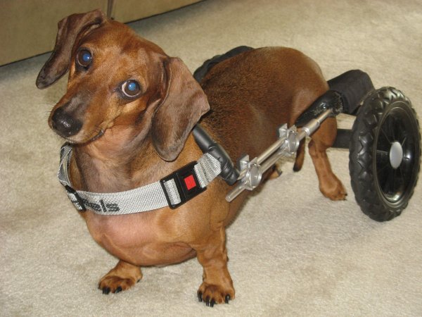 Инвалидная тележка для таксы